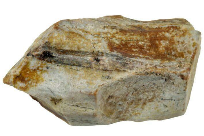 Fossil Dinosaur (Triceratops) Partial Shed Tooth - Montana #312602